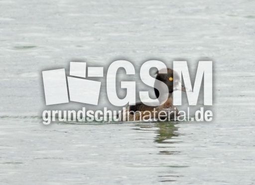 Reiherente (1 von 12).jpg